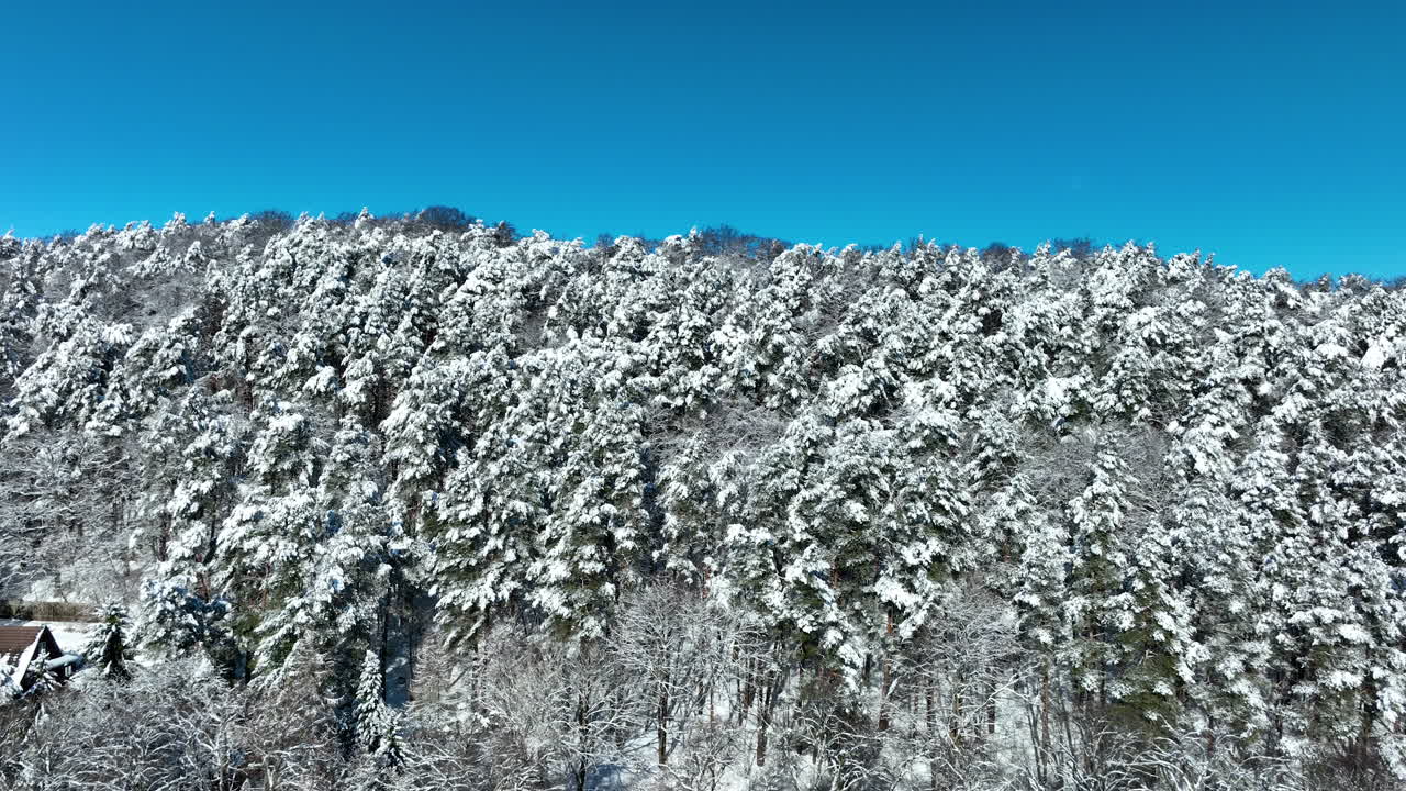 Rekaman udara menakjubkan dari hutan pinus lebat yang tertutup salju putih segar di bawah langit biru cerah di Gdansk, Polandia. Sempurna untuk perjalanan musim dingin dan film dokumenter alam