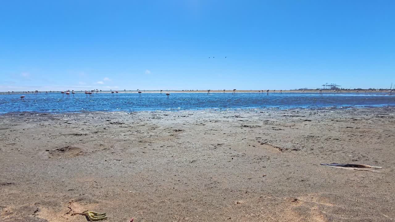 Flamingos on the beach