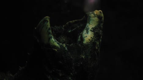 close up shot of a snapping turtle with its mouth open, showcasing its distinctive beak and rugged texture