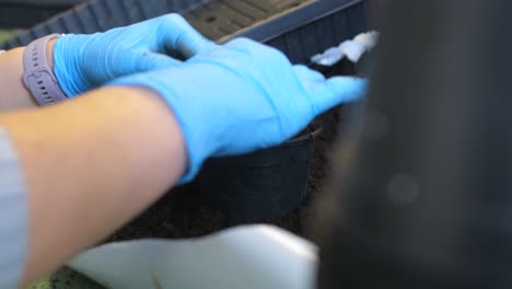 female planting seedlings with hands, closeup slow motion of gardening hobby