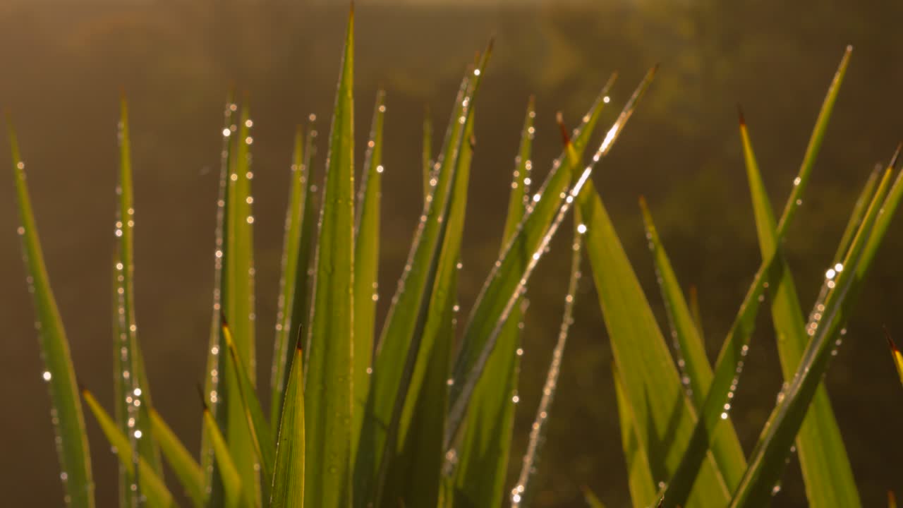 Calm Serene Scene at Sunrise with Water Droplets on Small Palm Tree Leaves with Beautiful Orange Hue Color in Early Morning 4K