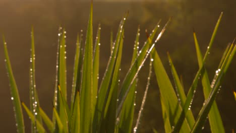 calm serene scene at sunrise with water droplets on small palm tree leaves with beautiful orange hue color in early morning 4k