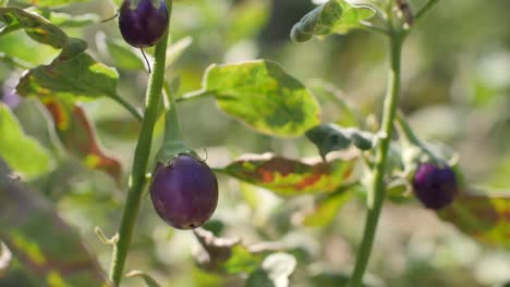 fresh ripe purple eggplant on tree, close up