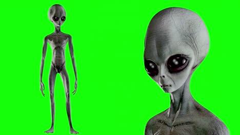 scary gray alien stands and looks blinking on a green screen. ufo futuristic concept. 3d rendering.