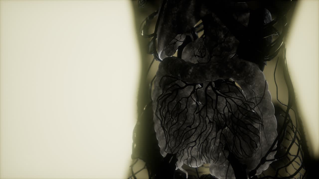 resonancia magnética de contraste de los órganos del cuerpo humano