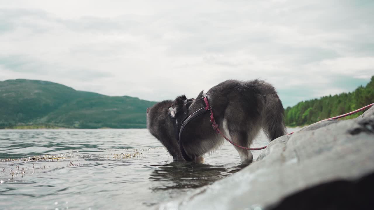 malamute de alaska en el agua del lago - ancho