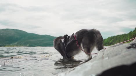 alaskan malamute in lake water - wide