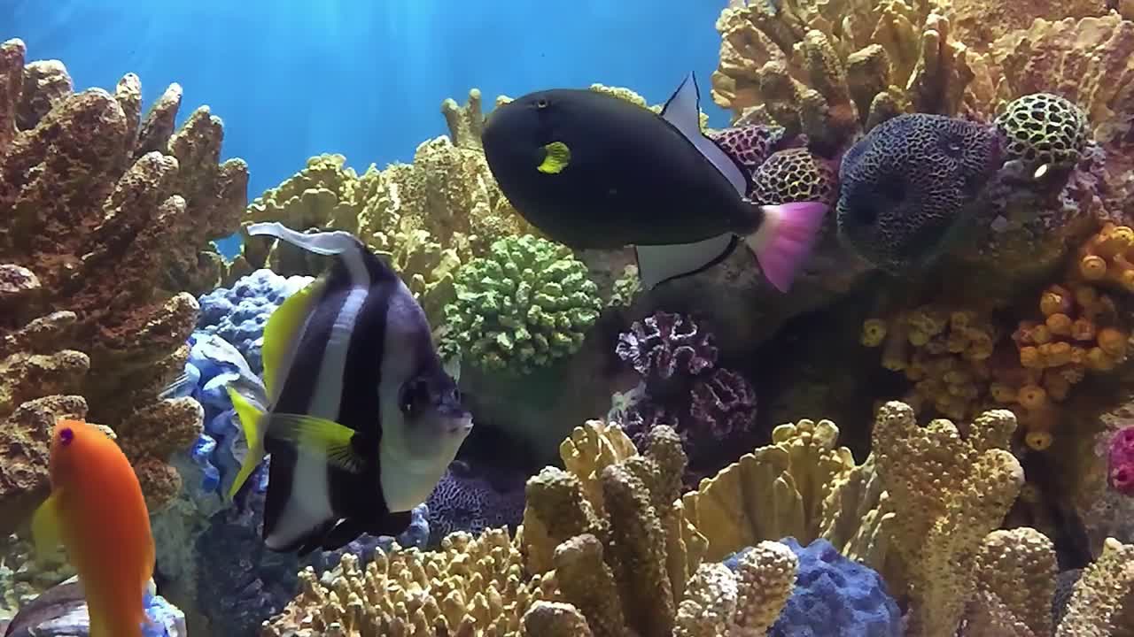 peixes tropicais na água