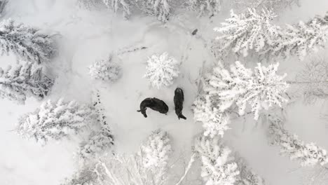 Aufsteigende-Drohnenaufnahmen-Von-Zwei-Elchen-Im-Verschneiten-Wald