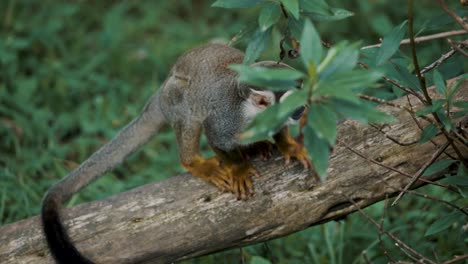 curious squirrel monkey sitting on wood and looking around