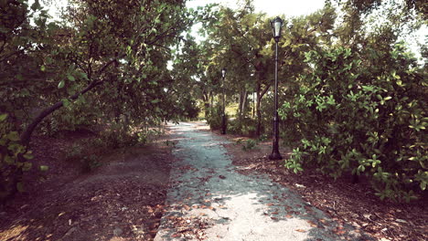 sunlit path through lush garden