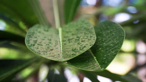 Leaves-with-raindrops-gently-swaying-in-breeze,-detail,-close-up