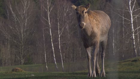 slow-motion footage of deer walking in the forest