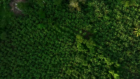 Aerial-drone-fly-view-of-palm-oil-plantation-at-rainforest-edge