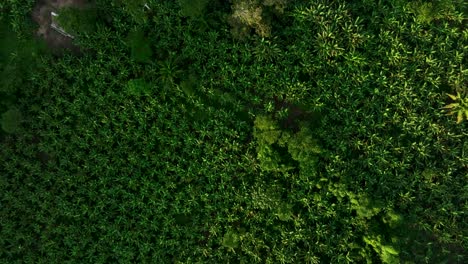 aerial drone fly view of palm oil plantation at rainforest edge