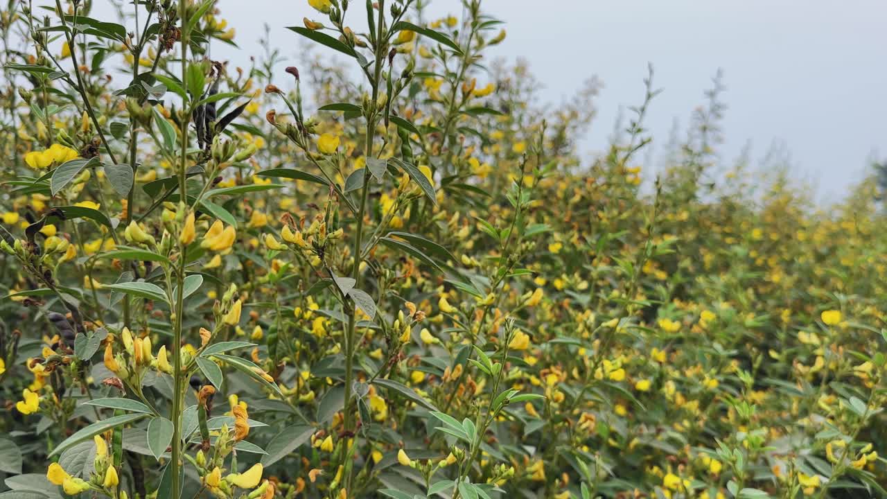 Slow orbiting shot capturing a dense pigeon pea crop with green foliage and abundant yellow flowers, showing layered plant growth and depth across a rural agricultural field