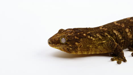 gecko tokay perfil lateral en la cabeza - aislado contra el fondo blanco.