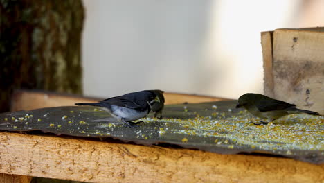 Birds-eating-ground-corn-in-a-feeder