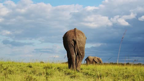 slow motion shot of back of big elephant walking away from camera with stormy clouds above, african wildlife in maasai mara national reserve, kenya, africa safari animals in masai mara