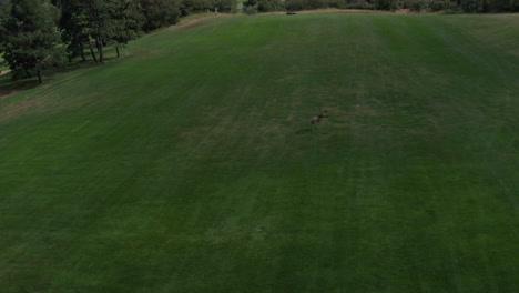 Campo-De-Golf-De-Punta-De-Flecha-En-Littleton-Colorado-Con-Césped-Verde,-Rocas-Rojas-Y-Cielos-Azules