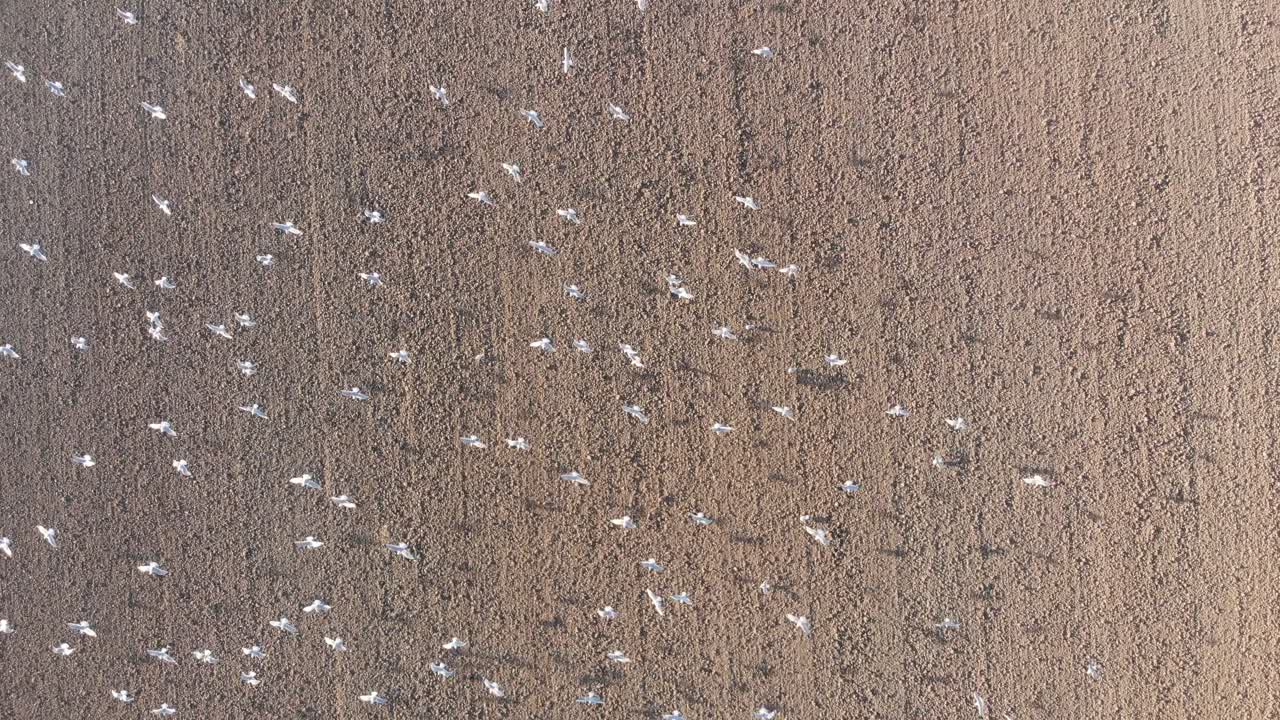 네덜란드, 갈색, 흙빛 농지 위를 날아다니는 갈매기의 드론 샷