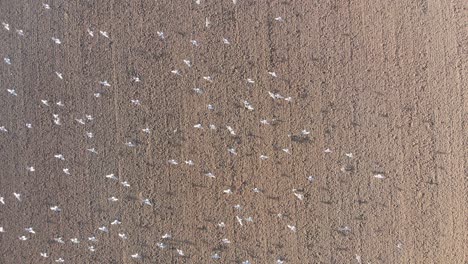 Toma-De-Dron-De-Gaviotas-Volando-Sobre-Tierras-De-Cultivo-Holandesas,-Marrones-Y-Terrosas