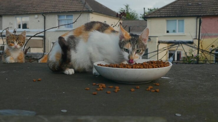 Um gato feral se alimentando no telhado de um galpão externo em Dublin é acompanhado por um gatinho tímido e receoso