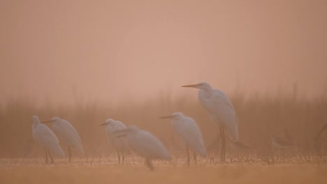 flock of birds fishing in misty morning
