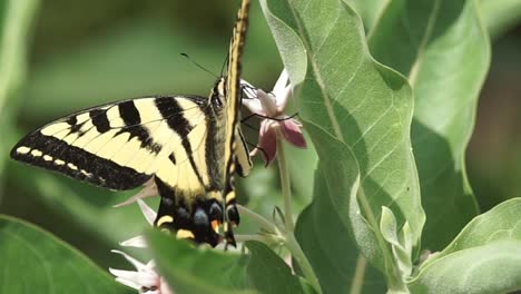 Una-Mariposa-Monarca-Solitaria-Aterrizando-En-Una-Planta-De-Algodoncillo-Para-Alimentarse-Y-Luego-Revolotear,-Cerrar,-Cámara-Lenta