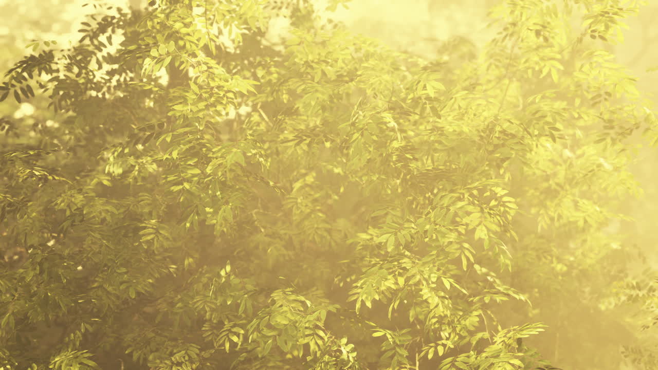 霧の森の木々を通り抜ける日光