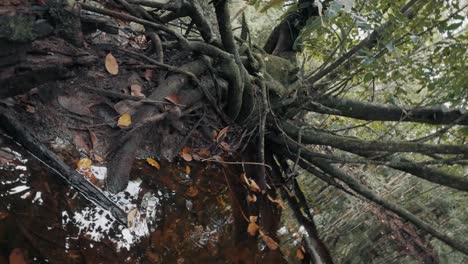 old mossy tree with vast roots reflected on water surface of a swamp at forest - fpv