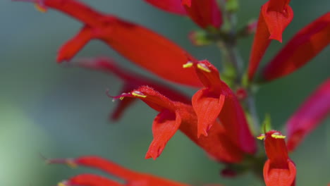 summer sage or red salvia flowers closeup