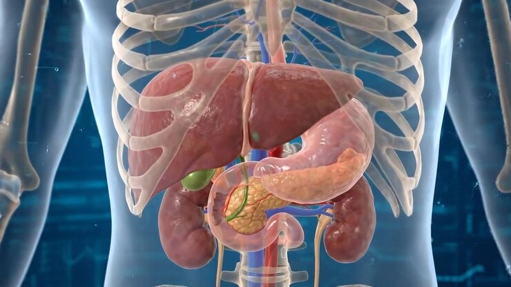 3D Medical Animation of Human Internal Organs