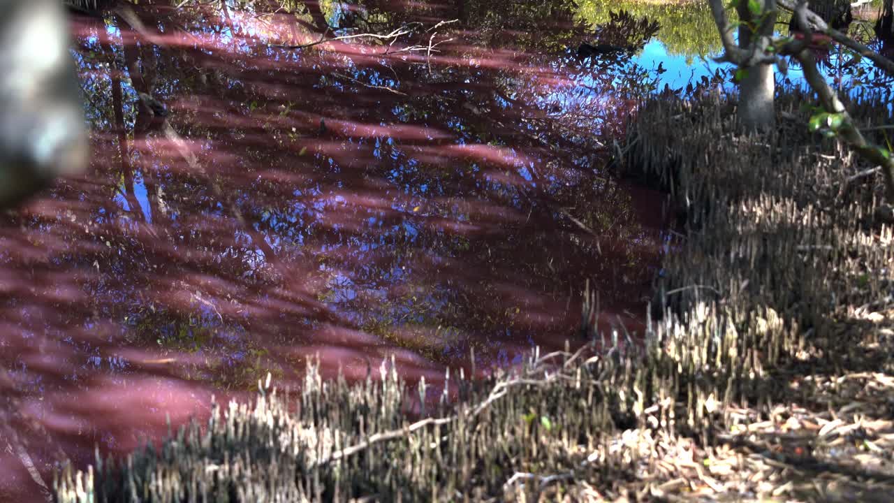 ⁇ 즈랜드의 본달 습지는 핑크색으로 변했습니다. 건조한 계절에 자연적으로 해조류가 꽃을 피우는 결과로, 따뜻한 온도, 염분 증가, 그리고 낮은 강수량의 영향을 받았습니다.