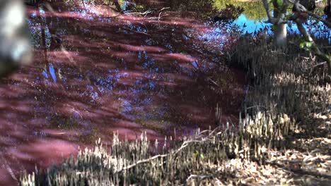 Los-Humedales-De-Boondall-En-Queensland-Han-Adquirido-Un-Tono-Rosado,-Como-Consecuencia-De-La-Floración-Natural-De-Algas-Durante-La-Estación-Seca,-Influenciada-Por-Las-Temperaturas-Cálidas,-El-Aumento-De-La-Salinidad-Y-La-Escasez-De-Precipitaciones.