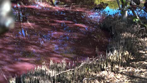 los humedales de boondall en queensland se han vuelto de color rosa, una consecuencia de la floración natural de algas durante la estación seca, influenciada por las temperaturas cálidas, el aumento de la salinidad y la baja precipitación