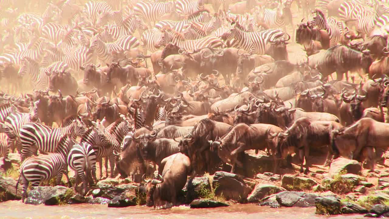 영양과 얼룩말 무리가 아프리카에서 이주하는 동안 강을 건너다