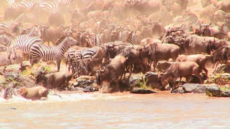 herden von gnus und zebras überqueren während einer migration in afrika einen fluss