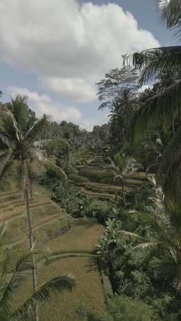 Die-Reisterrassen-Von-Tegallalang-Sind-Ein-Wunderschönes-Reisfeld-Im-Regierungsbezirk-Ubud