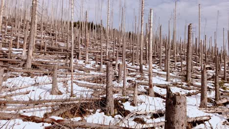 Bosque-Muerto-En-La-Región-De-Harz-De-Alemania-Con-árboles-Cortados-En-Invierno