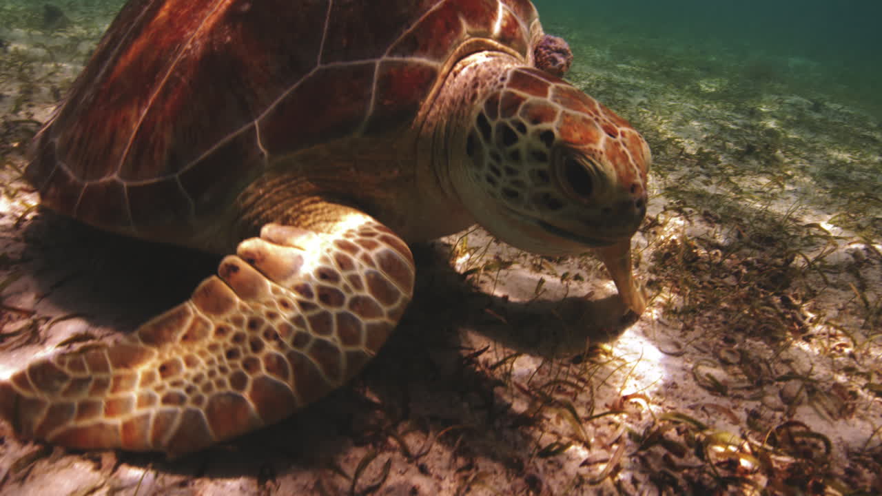 Green Sea Turtle Walking Slowly In A Warm Shallow Waters Of Saint John, U