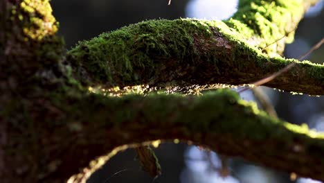 ramas con musgo verde se asientan tranquilamente sobre un fondo casi negro en el bosque