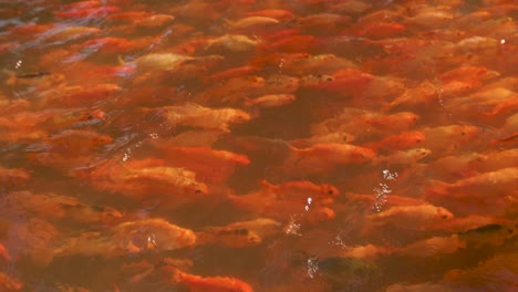 Peces,-Carpa-Koi-Tropical-Enjambrando-Cardúmenes-Nadando-Juntos,-Siguiéndose-Unos-A-Otros