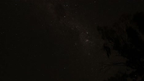 time-lapse of stars moving behind silhouetted trees