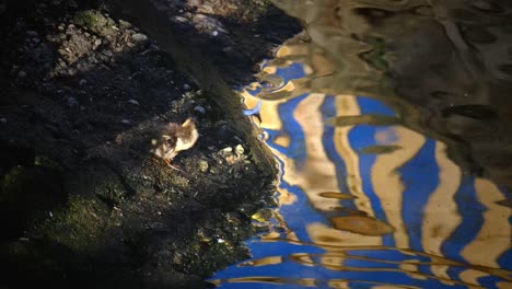 little duckling swimming on the garda lake water