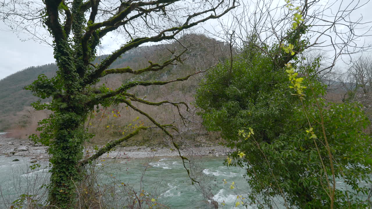 Ağaçlarla Dağ Nehri Manzarası