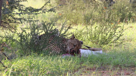 Gráfico:-Guepardo-Kalahari-Adulto-Comiendo-Un-Antílope-Springbok,-Mira-Hacia-Arriba