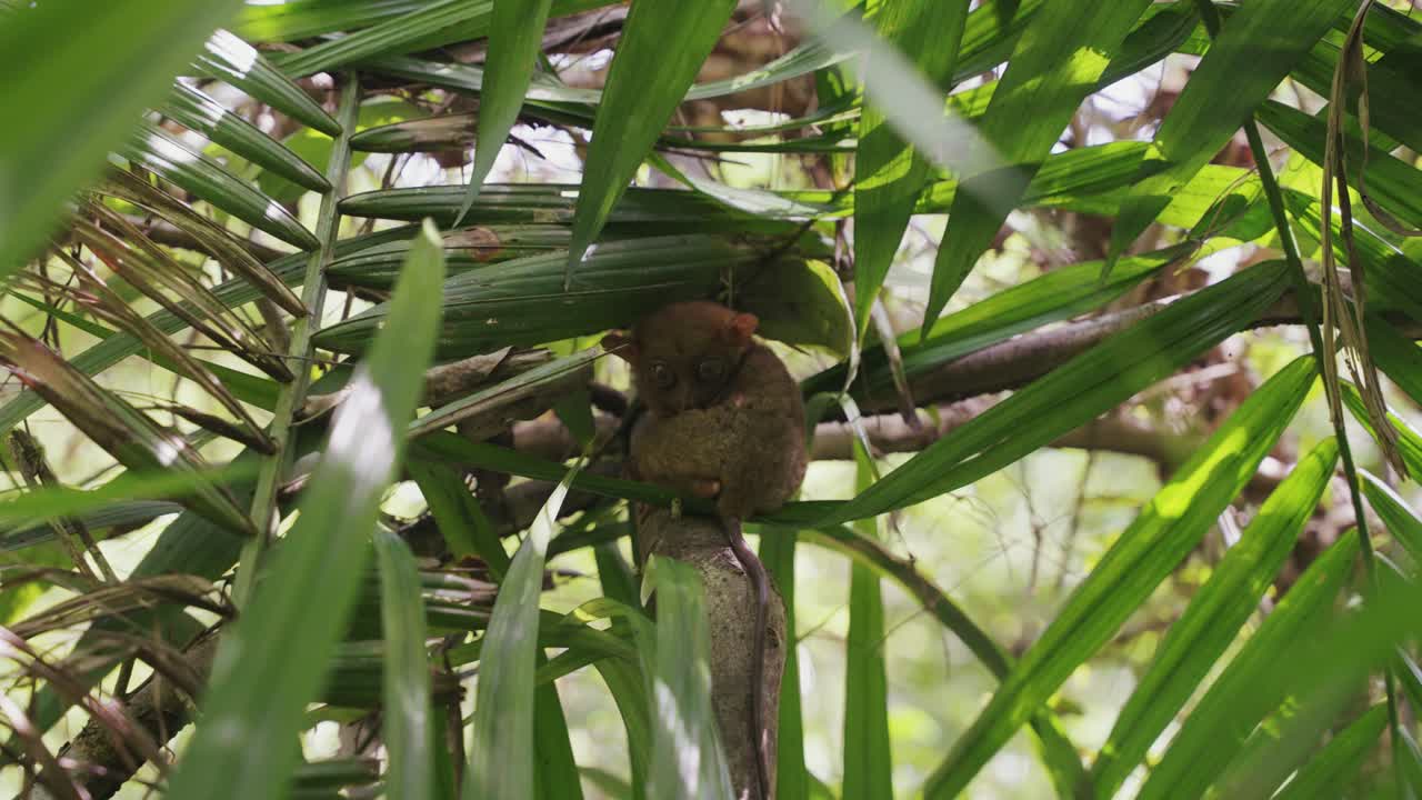 A close-up video capturing an adorable tarsier monkey nestled between lush green trees in the heart of the Philippine jungle, showcasing its wide eyes and delicate features.