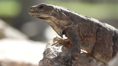 iguana en la naturaleza