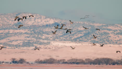 sandhill crane migration flying against a snowy sunrise mountain range in slow motion